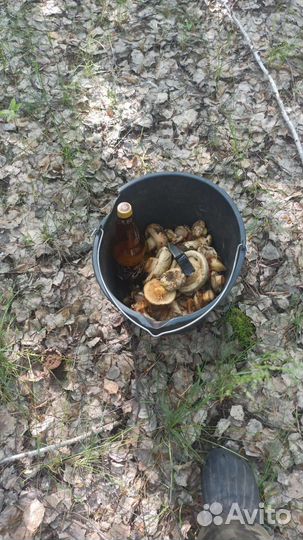 Грибы консервированные