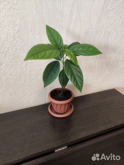 Авокадо растение