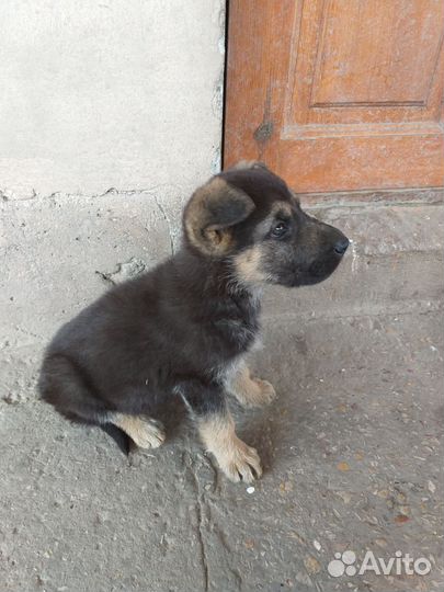 Щенки немецкой овчарки