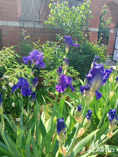 Ирисы бородатые