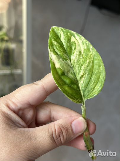 Монстера карстенианум вариегатная