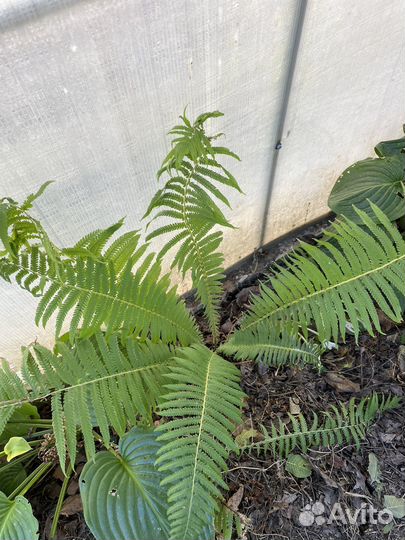 Большие хосты. Папоротник