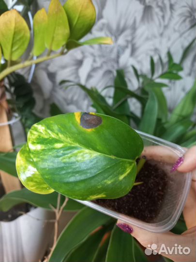 Комнатные цветы