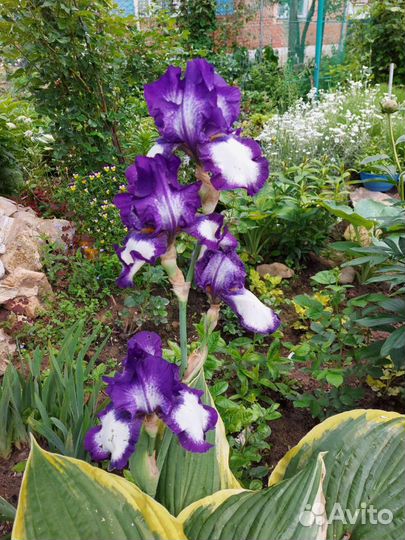 Ирисы сортовые разные