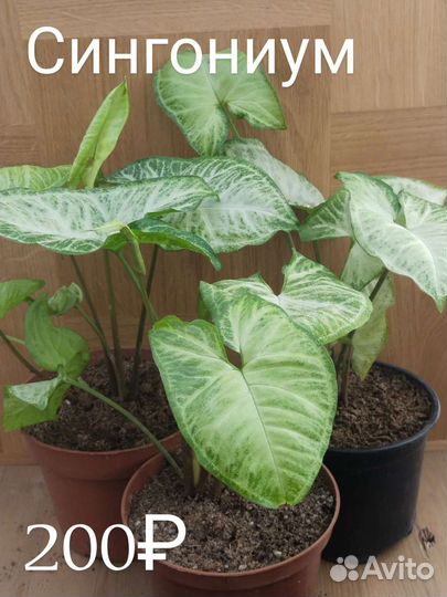 Сингониум