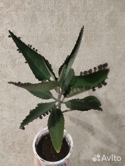 Каланхоэ лечебное