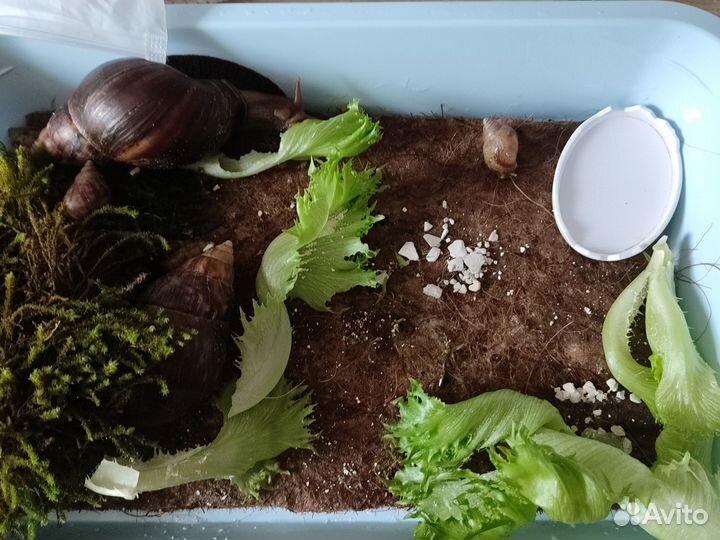 Улитки ахатины малыши