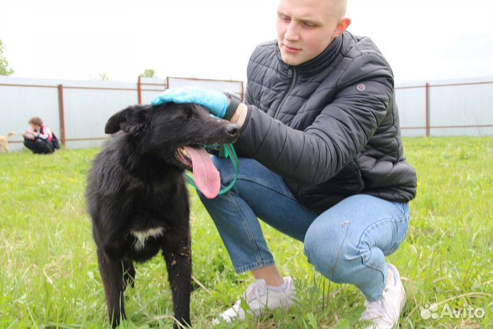 Пес в добрые руки