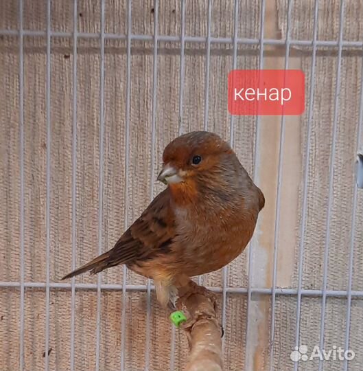 Кенар и канарейки
