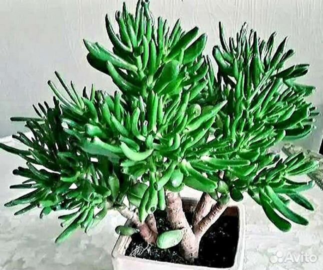 Крассула хоббит (денежное дерево).обмен