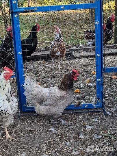 Куры джерсийский гигант