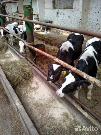 Телята мясной породы бычки