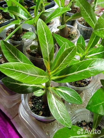 Адениум Микс