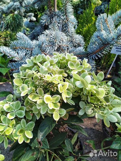 Гортензия метельчатая