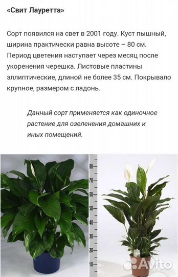 Спатифиллум Свит Лауретта цветет