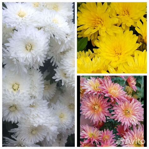 Хризантема зимует