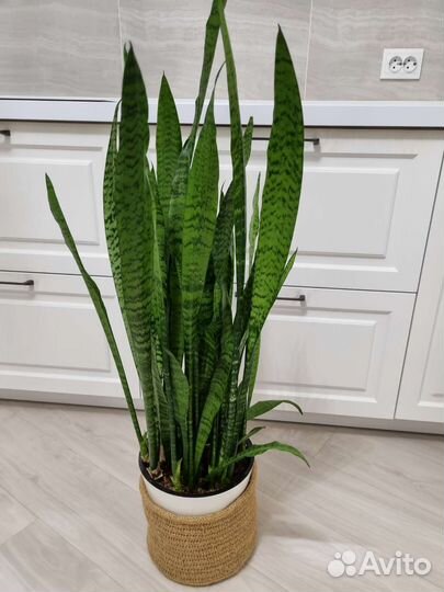 Сансевиерия Лоуренти и Зелайника
