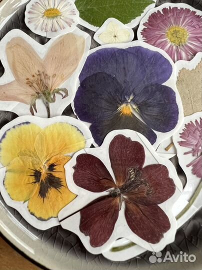 Ботанические наклейки (набор 11 штук)