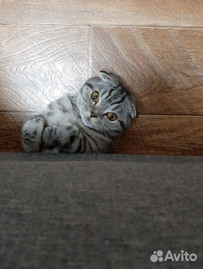 Шотландская вислоухая кошка