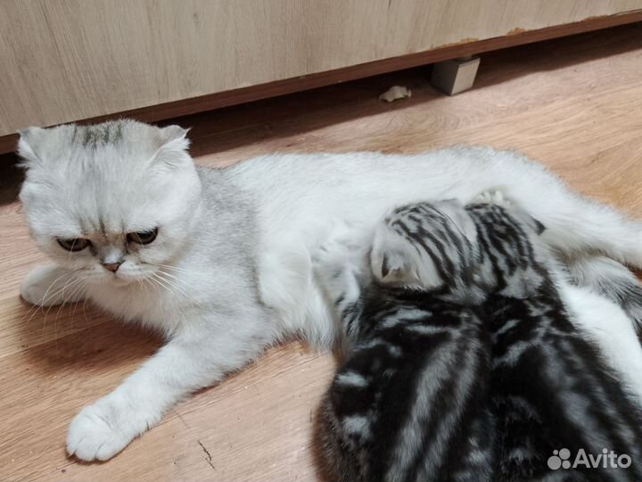 Шотландская