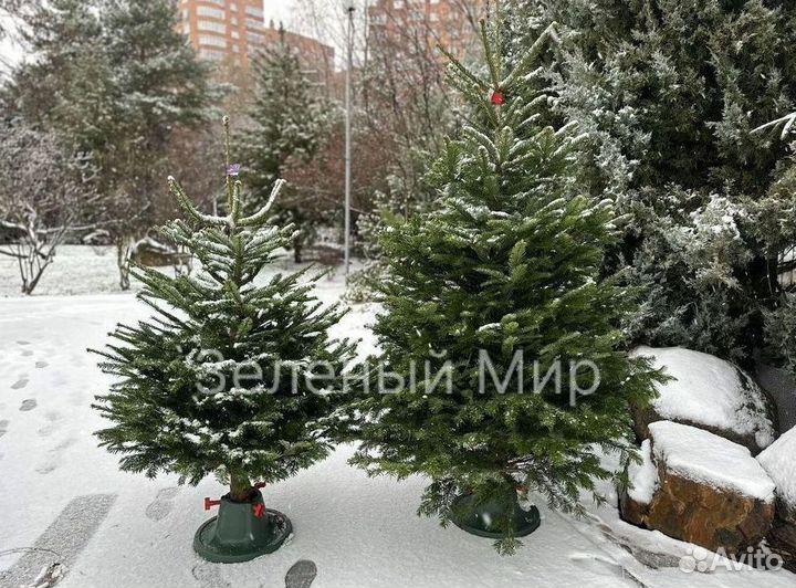 Пихта нордмана срез с доставкой