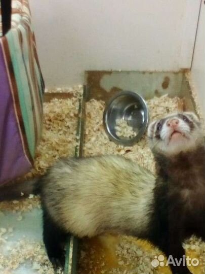 Ветеринарный врач на дом