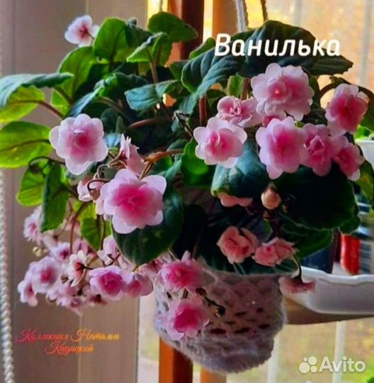 Фиалки и глоксинии укорен листья