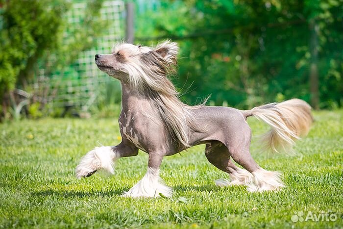 Китайской хохлатой голый кобель для вязки