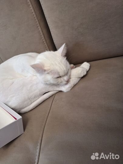 Отдам кота в добрые руки
