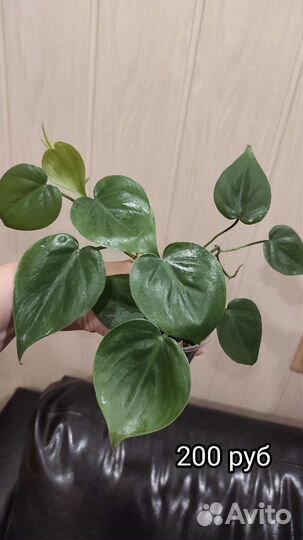 Филодендроны Бразиль,лазящий, эпипренум