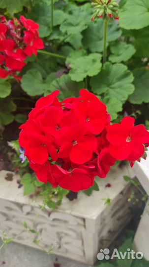 Пеларгония герань