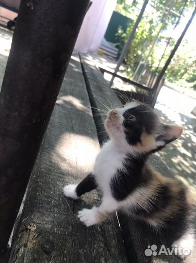 Трехцветный котенок