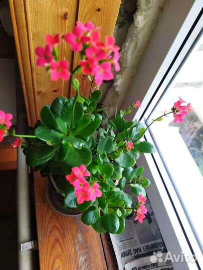 Цветы разные