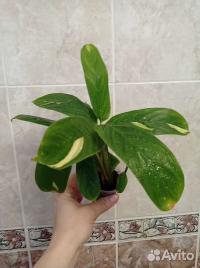 Ктенанта Лубберса и Оппенгейма вар., монстера