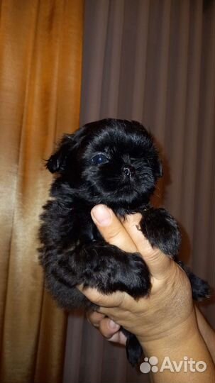 Резерв щенков ши-тцу