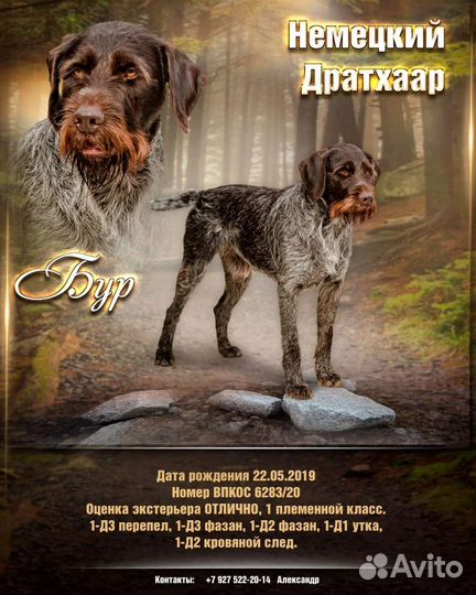 Щенки дратхаара