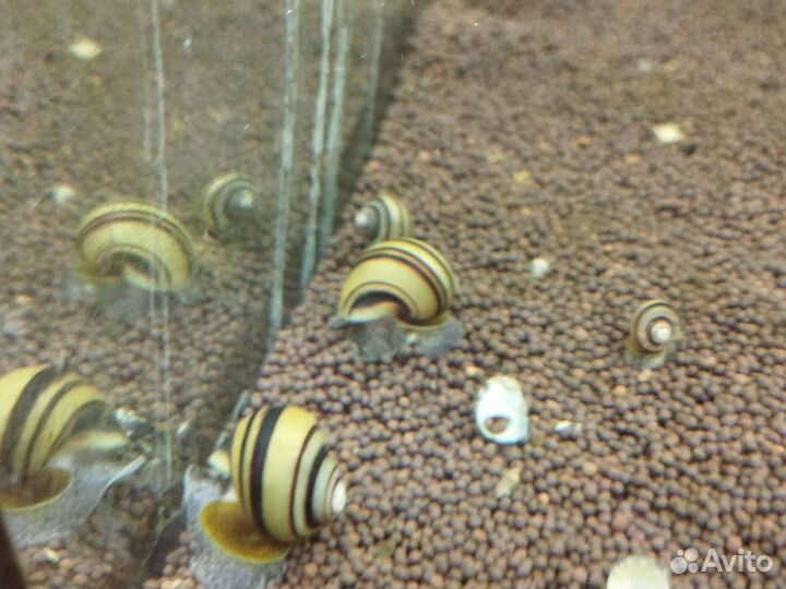 Улитка спикси (подростки)