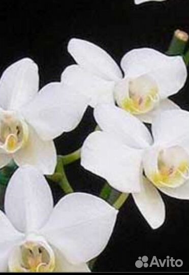 Орхидея Фаленопсис белая