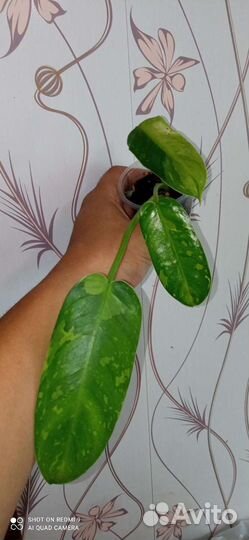 Филодендроны разные