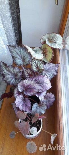 Детки бегоний, наборы деток бегоний