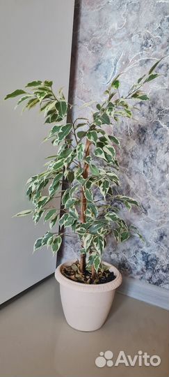 Фикус бенджамина пестролистный
