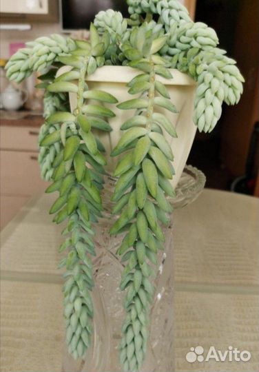 Очиток Моргана