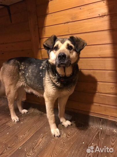 Мамба-собака из приюта. Друг и охранник