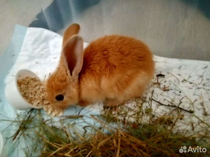 Карликовый кролик