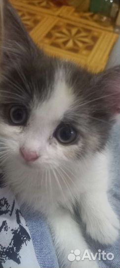 Кошки в добрые руки бесплатно