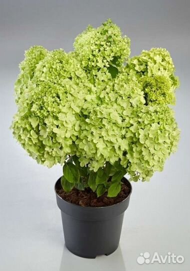 Гортензия метельчатая серия Pan