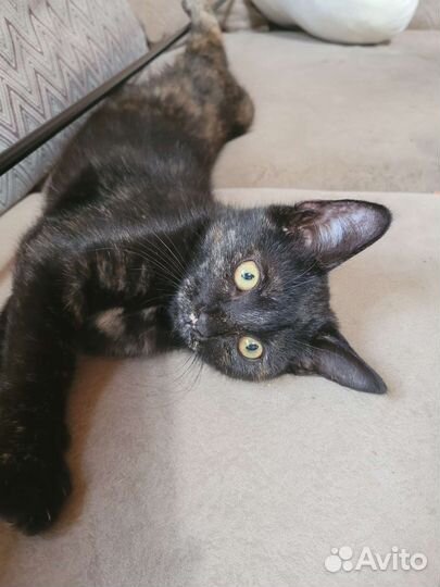 Отдаю в добрые руки кошечку метис мейн-кун