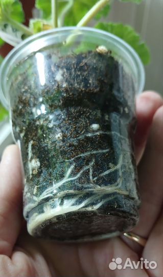 Пеларгония