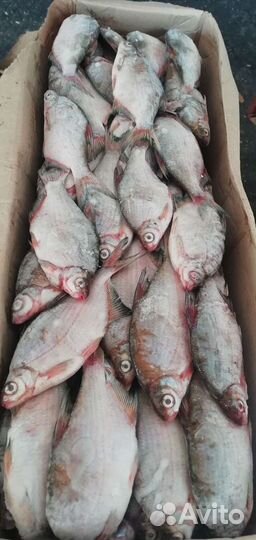 Рыба речная свежемороженая