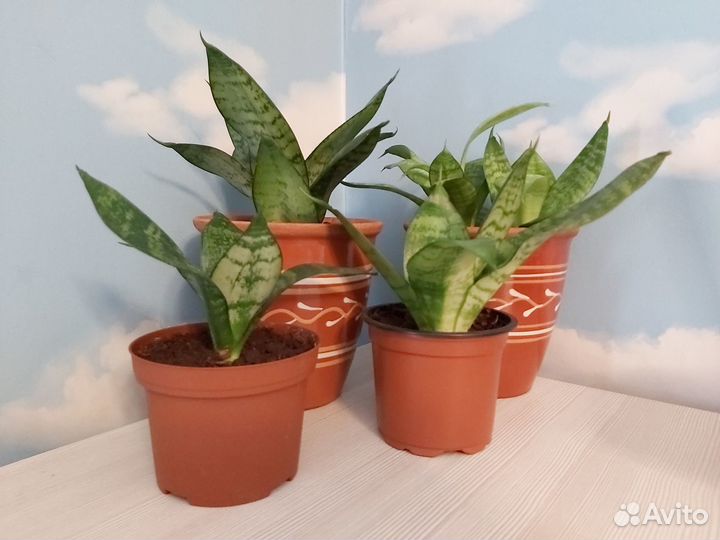 Сансевиерия